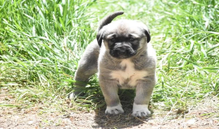 Kangal köpeklerinin eğitilebilirliği ’yapay zeka’ ile ortaya çıkarılacak