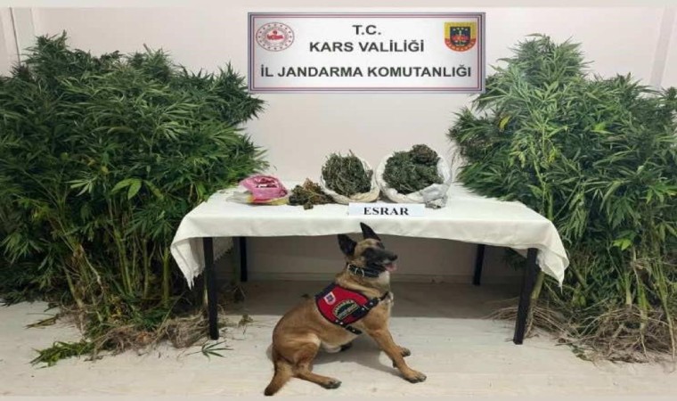 Karsta uyuşturucu tacirleri dedektör köpek Termala takıldı