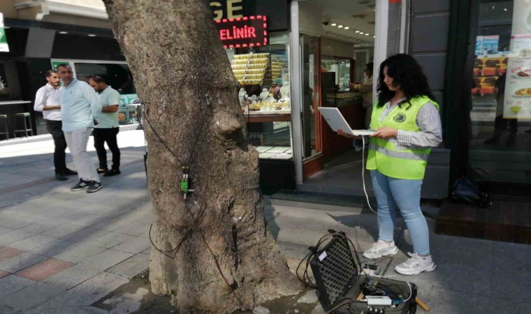 Kartalda devrilme riskine karşı ağaçların ‘tomografisi çekildi