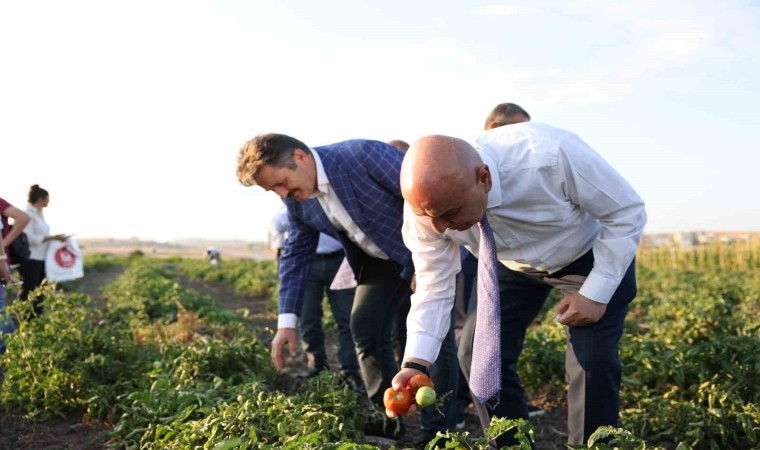 Keçiörende Belediyesinin bostanlarında hasat yapıldı