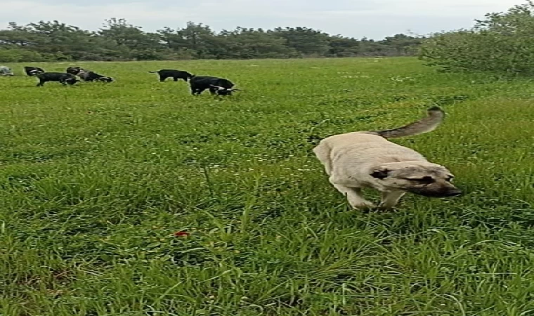 Komşusunun köpeğini bıçaklayarak öldürdü