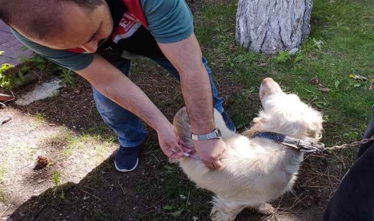 Kuduz hastalığına karşı Eskişehirde 11 bin kedi ve köpek aşılandı