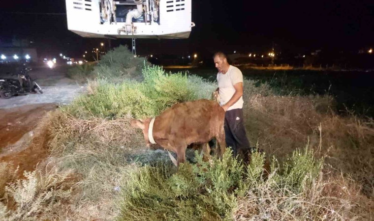 Kuyuya düşen dana itfaiye ekipleri tarafından kurtarıldı