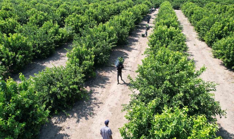 Limonda hasat başladı, verim yüzleri güldürdü