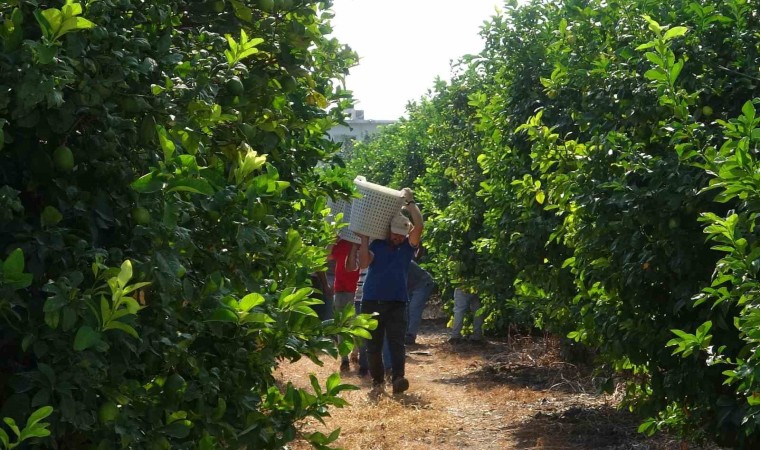 Limonun başkentinde hasat dönemi, 10 çeşidi üretiliyor