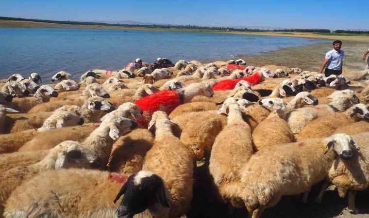 Malatyada koç katımı şenliği düzenlendi