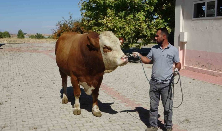 Malatyada üretilen boğa spermaları dünyaya ihraç edilecek