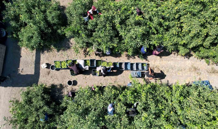 Mandalinada 1 milyon 350 bin ton rekolte bekleniyor