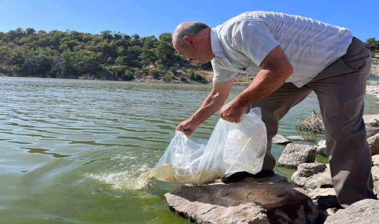 Manisanın göletlerine 30 bin yavru sazan balığı bırakıldı