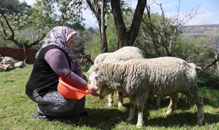 Merkezefendide ‘Küçükbaş hayvan ve yem desteği kayıtları başladı