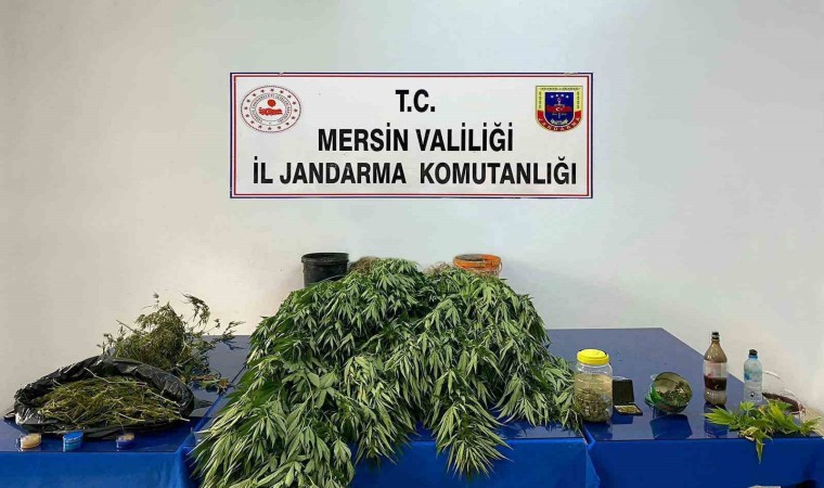 Mersinde 5 kilo 620 gram esrar ile 578 kök Hint keneviri ele geçirildi