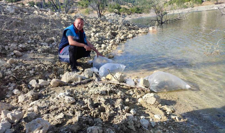 Mersinde Dereyurt Göletine 15 bin sazan balığı yavrusu bırakıldı