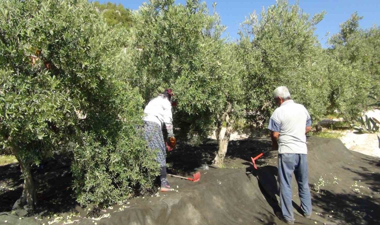 Mersinde yılın ilk sofralık zeytin hasadı başladı