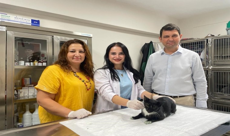 Minik Patiler Kliniğinde bugüne kadar bin kedi kısırlaştırıldı