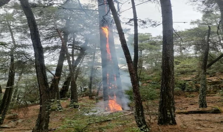 Muğla’da 1 günde düşen yıldırımlar nedeniyle 36 yangın çıktı