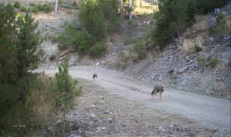 Muğlada yaban hayatı foto kapanlarla görüntülendi