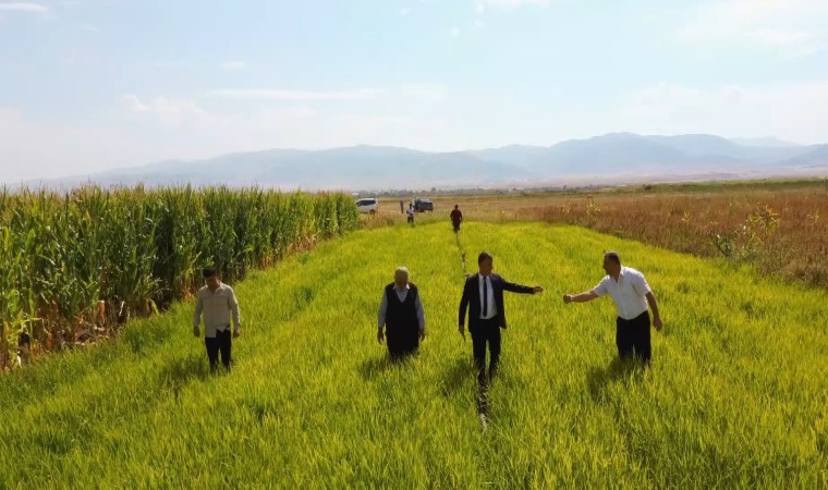 Muşta ilk defa deneme amaçlı ekilen pirincin hasadı öncesi son bakımı yapıldı