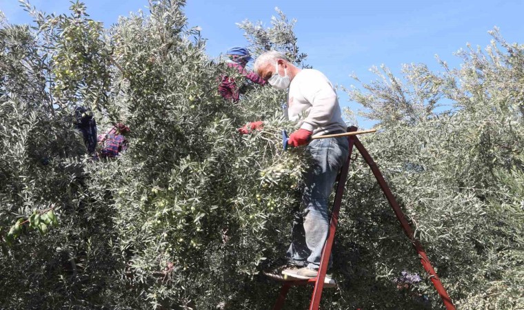 Mutta zeytin hasadı başladı