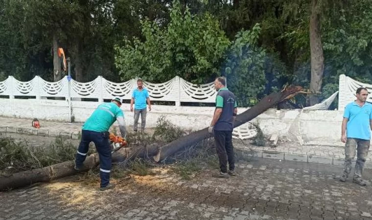 Nazilli’de kuvvetli rüzgar ve sağanak; ağaçlar devrildi, yollarda su birikintileri oluştu