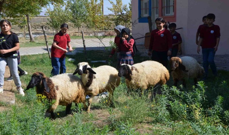 Okulun bahçesinde kalan kuzular öğrencilerin maskotu oldu