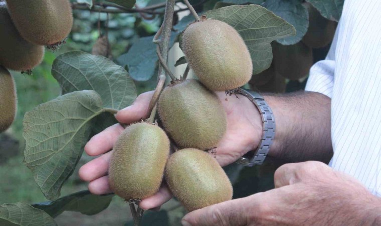 Ordu kivisinde rekolte düşüşü