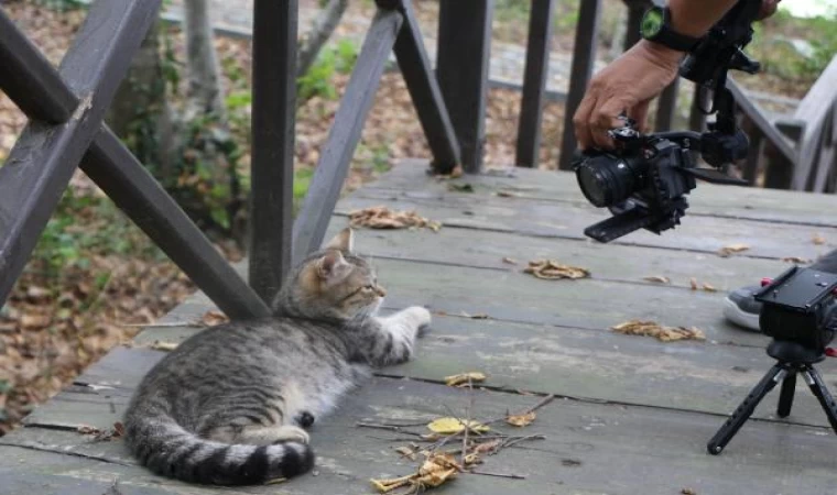 Samsun’daki ‘Kedi Kasabası, Tayland televizyonunda belgesel oluyor