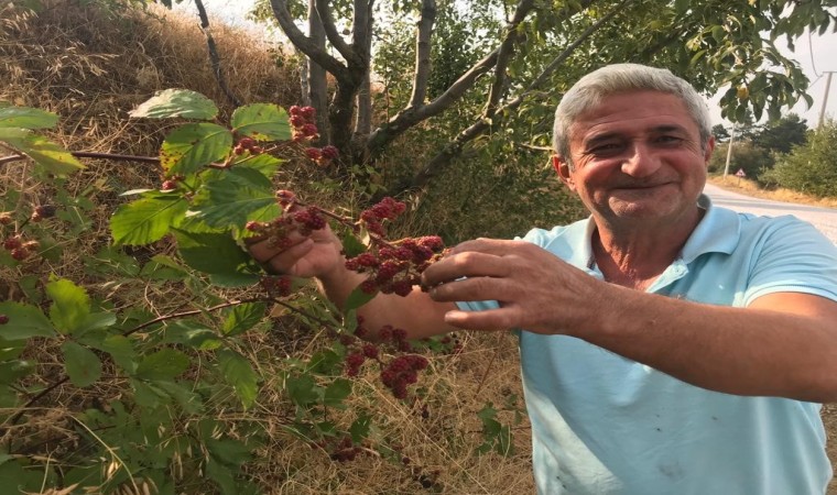 Şifa deposu böğürtlene büyük ilgi