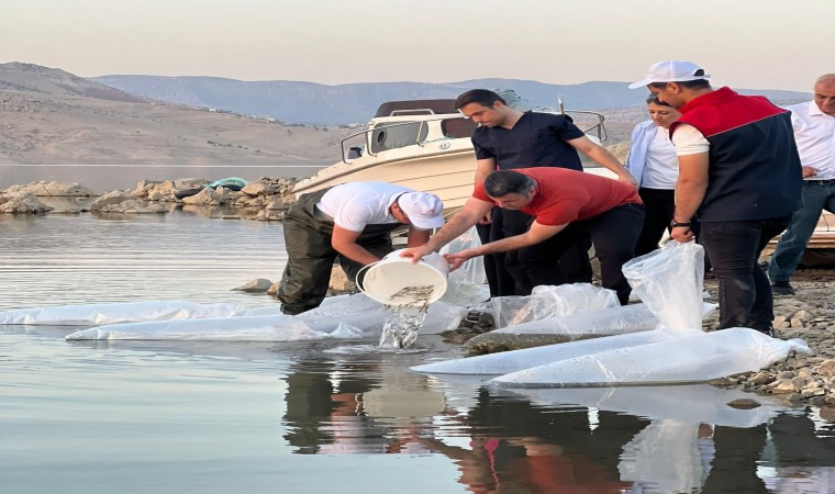 Şırnakta 1 milyon 842 bin sazan balığı yavrusu suyla buluşturuldu