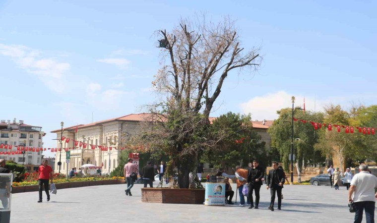 Sivasın sembolü ‘Tek Ağaç kurudu