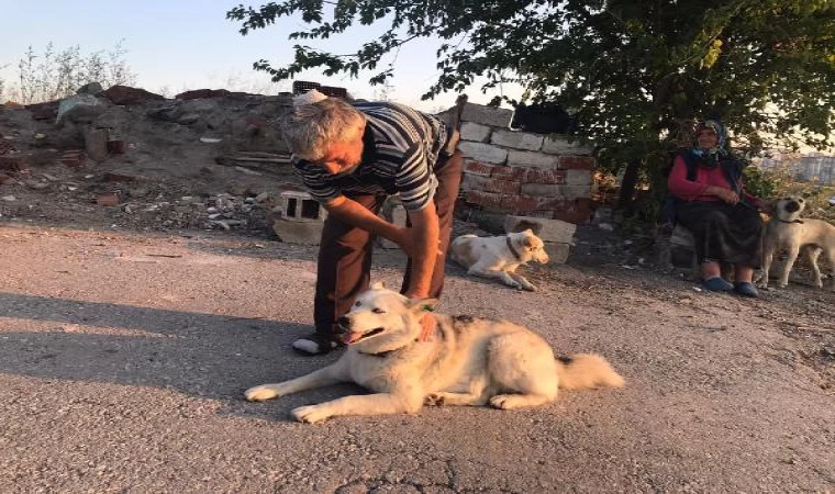 Sokak köpeklerini beslerken başından vuruldu