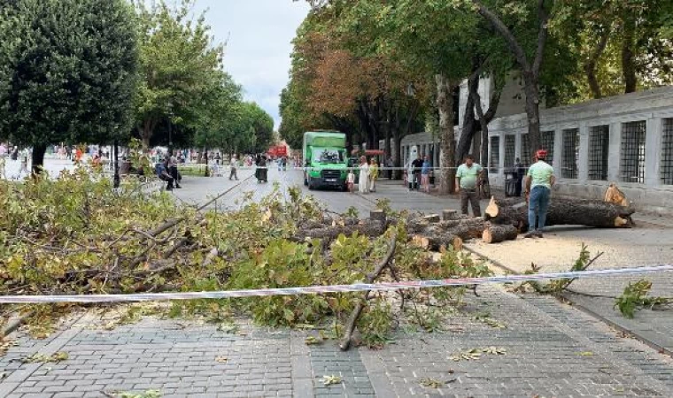 Sultanahmet’te ağaç devrildi, turist grubu son anda kurtuldu