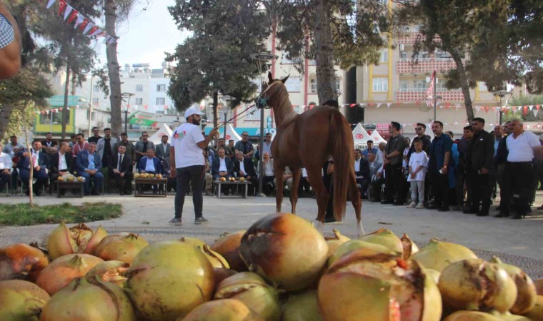 Suruçta “At ve Nar Festivali” renkli görüntülere sahne oldu