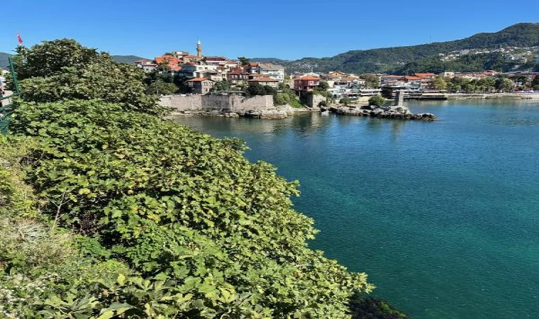 Tarihi Amasra Kalesi’nde ağaç ve bitki temizliği