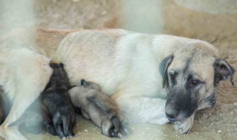 Tarsusta uçurumun kenarında mahsur kalan köpek ve yavruları belediye ekiplerince kurtarıldı