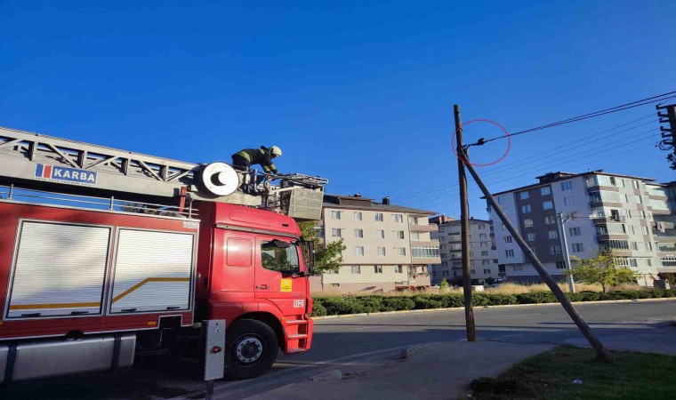 Telefon kablosunda mahsur kalan yavru kediyi itfaiye kurtardı