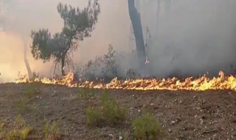 Tokat’taki orman yangını 2 saatte kontrol altına alındı