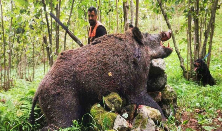 Trabzonlu avcılar 300 kiloluk domuz avladı