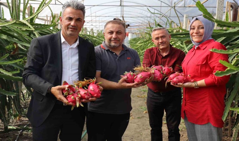 Tropikal meyve olan Ejderin Bilecikte ilk hasadı yapıldı