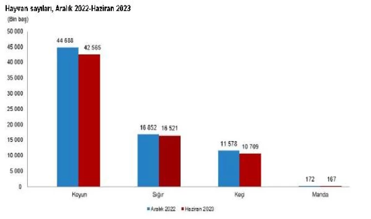 TÜİK: 2023’te büyükbaş ve küçükbaş hayvan sayısı azaldı