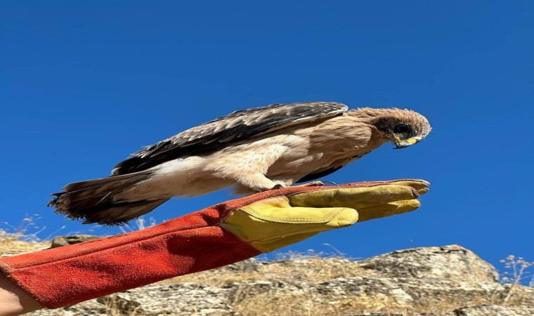 Tuncelide yaralı halde bulunan kartal tedavi altına alındı