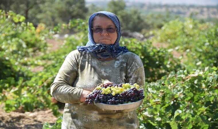 Uşakta bağ bozumu başladı