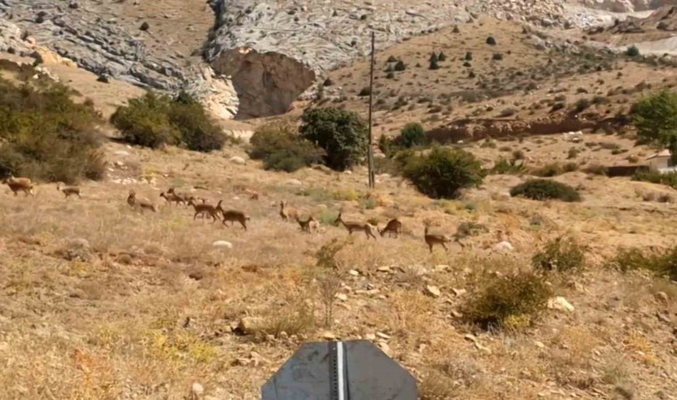 Yaban keçileri Gümüşhanenin doğal güzelliğine renk kattı