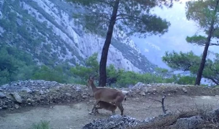 Yaban keçilerinin yavrularını besleme anı fotokapana yansıdı