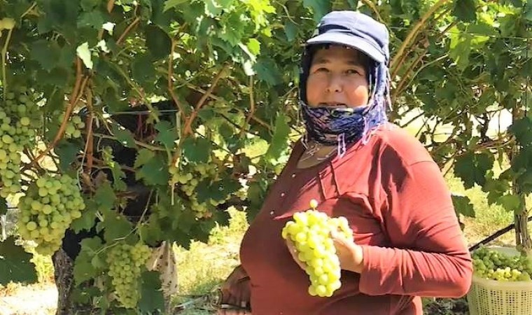 Yağışlar üzüm üreticisini yeni çözümlere yöneltti