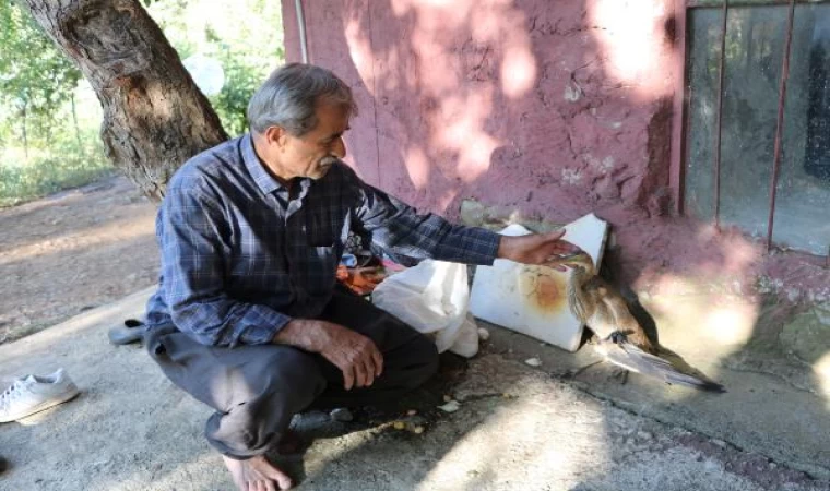 Yaralı bulduğu balaban kuşunun tedavisini yapıp, Milli Parklar’a teslim etti