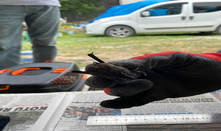 Yaylada sobanın içinden cüce yarasa çıktı