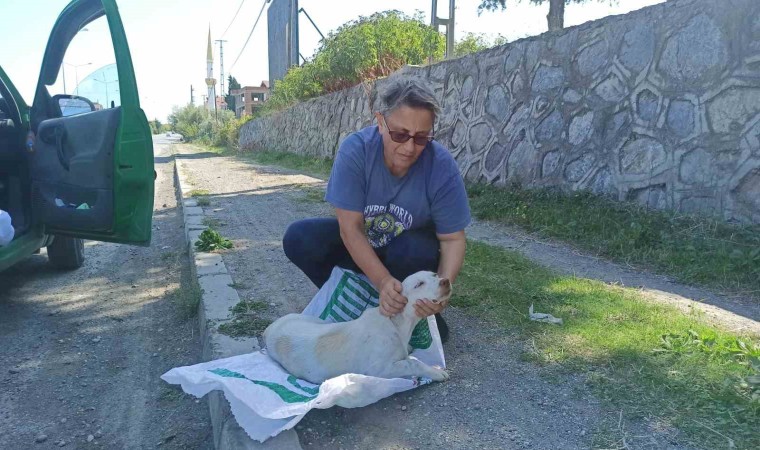 Yolda bulduğu köpeği tedavi ettirip koruma altına aldı