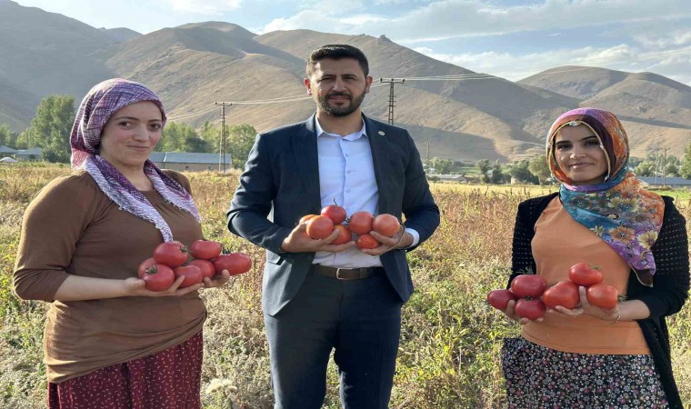 Yüksekovada domates hasadına başlandı