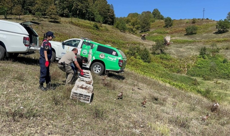 Zonguldakta 125 sülün doğaya salındı