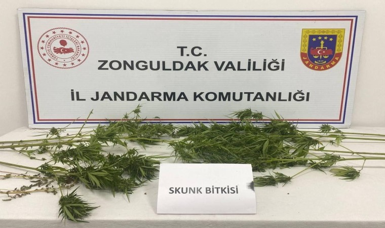 Zonguldakta uyuşturucu operasyonu